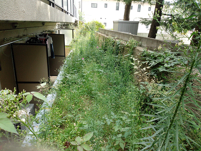 植木伐採草刈り作業前 サカモトサービス